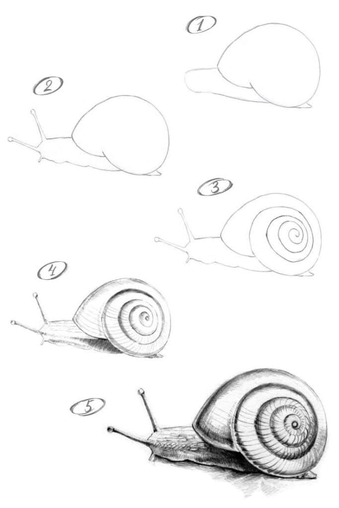 Drawing tutorial of a snail in five steps, from basic outline to detailed sketch, showcasing the artistic progression.