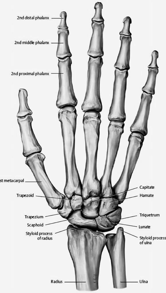 Anatomical diagram of the human hand bones, showing phalanges, metacarpals, carpals, and parts of the radius and ulna for educational reference.