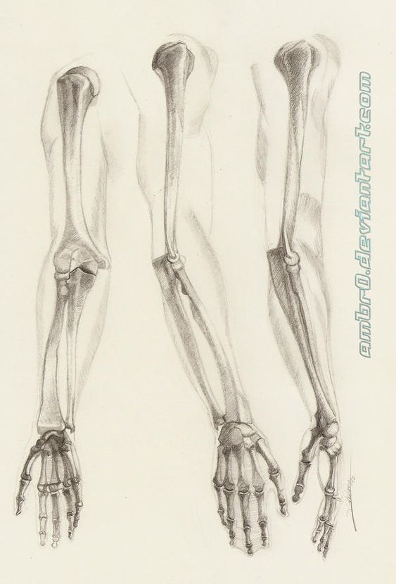 Detailed anatomy sketch of human arm skeletons, showcasing bones from various angles, including hands, forearms, and shoulders.