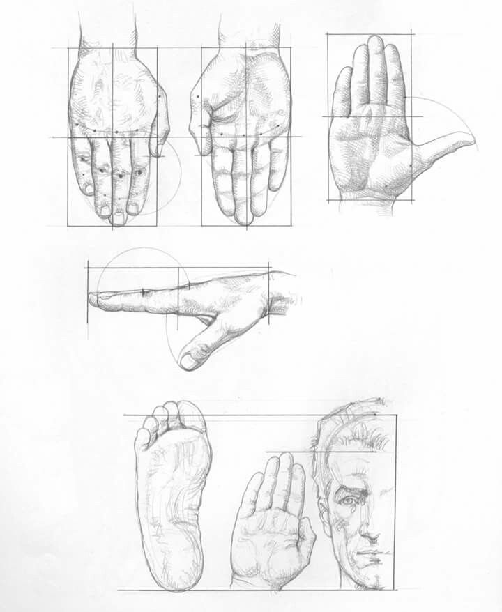Detailed hand, feet, and face sketches with measurement guides, showcasing artistic anatomy and proportions for drawing practice.