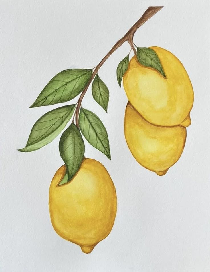 Illustration of three yellow lemons on a branch with green leaves, showcasing vibrant citrus fruit in watercolor style. drawing activities for seniors