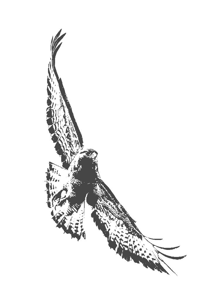 Illustrated hawk soaring in flight, wings spread against a white background. Black and white design showcasing detailed feather patterns.
