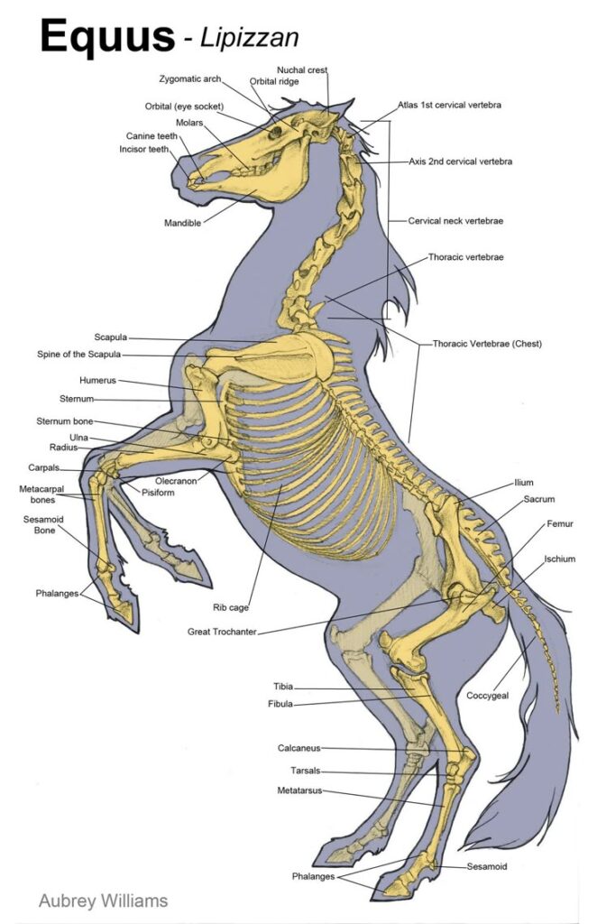 _ - 2025-12-10T124247726 Diagram of a Lipizzan horse skeleton, highlighting labeled bones and vertebrae for educational anatomy purposes. | Sky Rye Design Diagram of a Lipizzan horse skeleton, highlighting labeled bones and vertebrae for educational anatomy purposes.