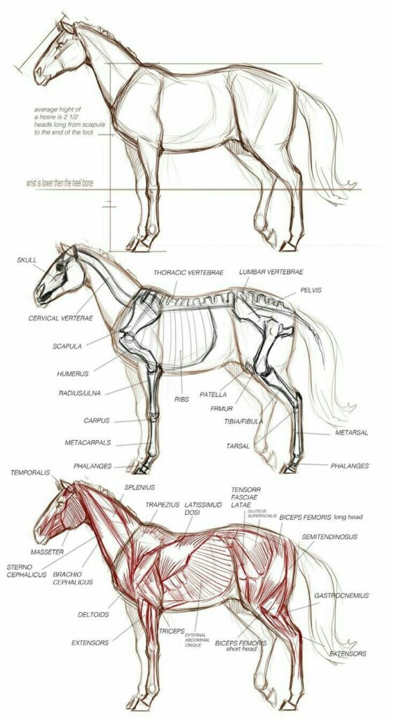 _ - 2025-12-10T124357033 Horse anatomy illustration showing skeletal and muscular systems with labeled parts for educational reference. | Sky Rye Design Horse anatomy illustration showing skeletal and muscular systems with labeled parts for educational reference.
