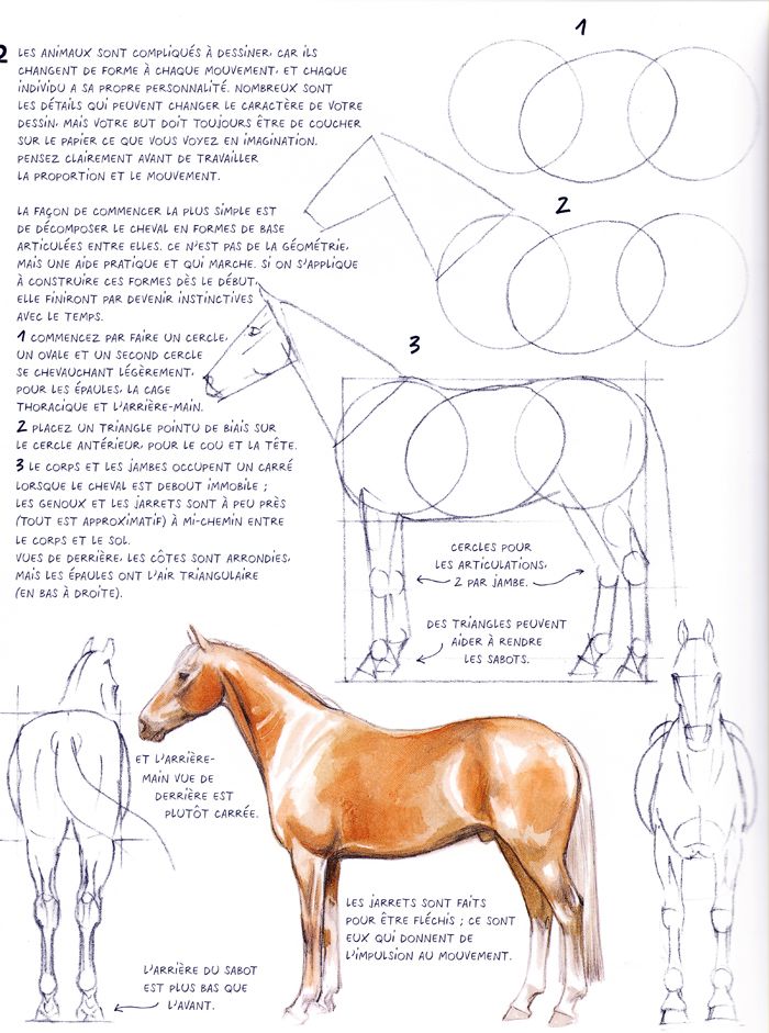 _ - 2025-12-10T124620875 Step-by-step guide on drawing a horse using geometric shapes and proportions, with detailed illustrations and instructions in French. | Sky Rye Design Step-by-step guide on drawing a horse using geometric shapes and proportions, with detailed illustrations and instructions in French.