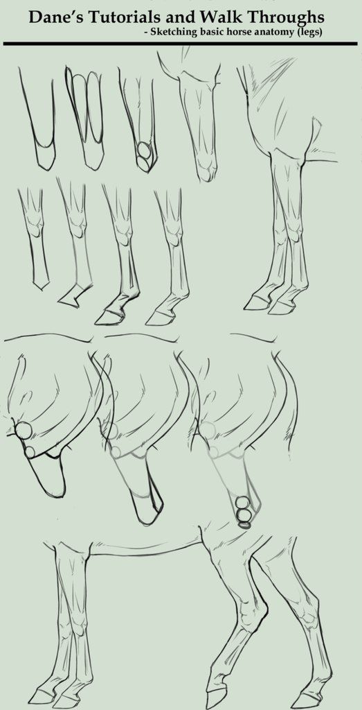 _ - 2025-12-10T124913551 Tutorial illustration showing steps to sketch basic horse leg anatomy, featuring outlines of joints and limbs for artists. | Sky Rye Design Tutorial illustration showing steps to sketch basic horse leg anatomy, featuring outlines of joints and limbs for artists.