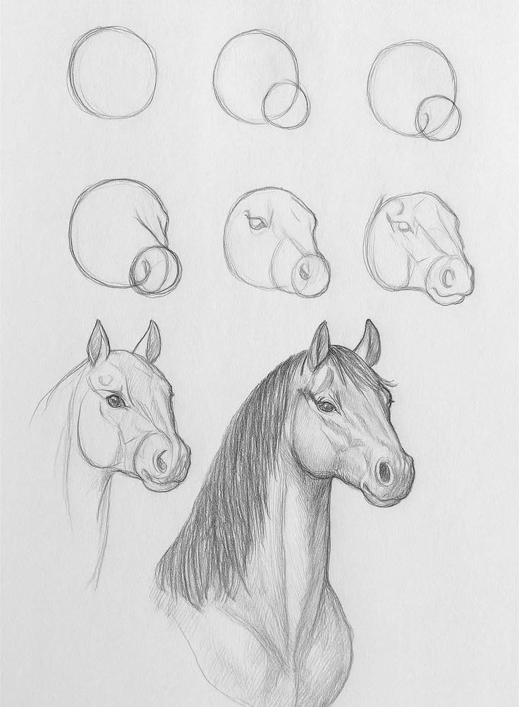 _ - 2025-12-10T125014074 Sketch of a horse head drawing tutorial, showing step-by-step progress from basic shapes to detailed portrait. | Sky Rye Design Sketch of a horse head drawing tutorial, showing step-by-step progress from basic shapes to detailed portrait.