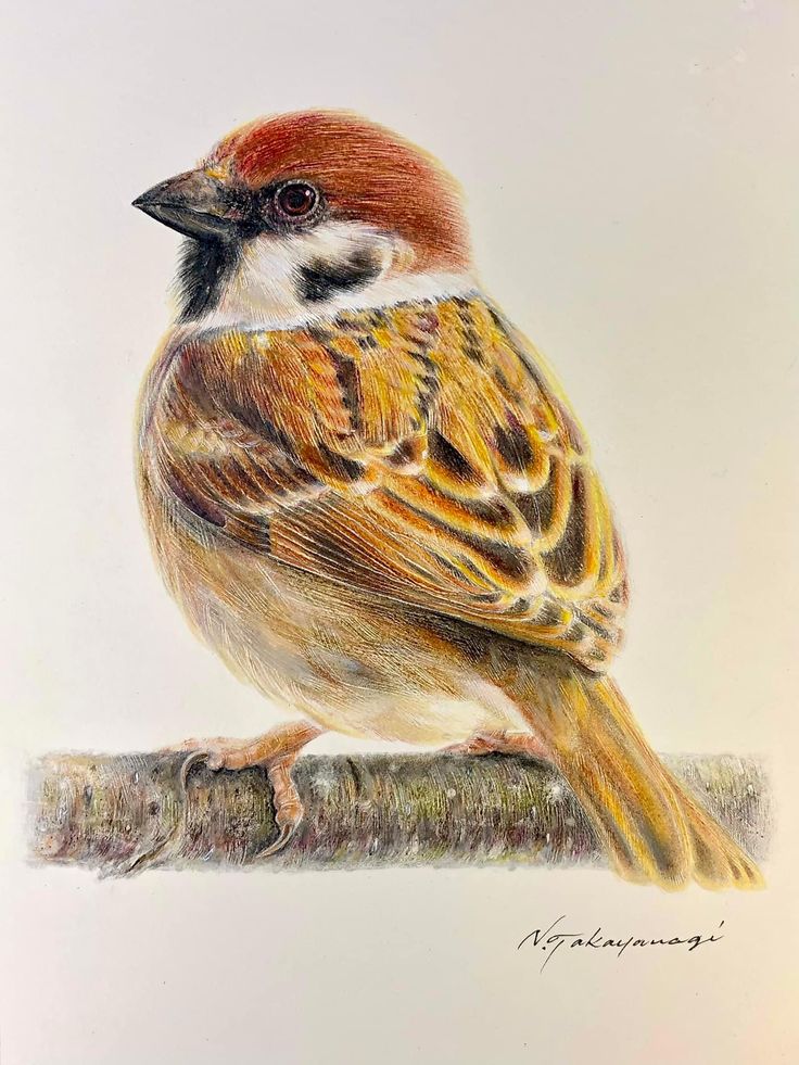 _ - 2025-12-12T163546651 Illustration of a detailed sparrow perched on a branch, showcasing intricate brown and white feather patterns against a light background. | Sky Rye Design Illustration of a detailed sparrow perched on a branch, showcasing intricate brown and white feather patterns against a light background.