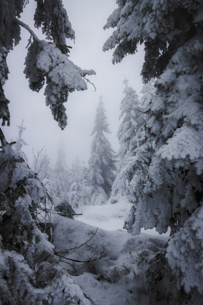 _ - 2025-12-28T134117429 Snow-covered evergreen trees in a serene, misty forest setting, creating a tranquil and wintry atmosphere. | Sky Rye Design Snow-covered evergreen trees in a serene, misty forest setting, creating a tranquil and wintry atmosphere.