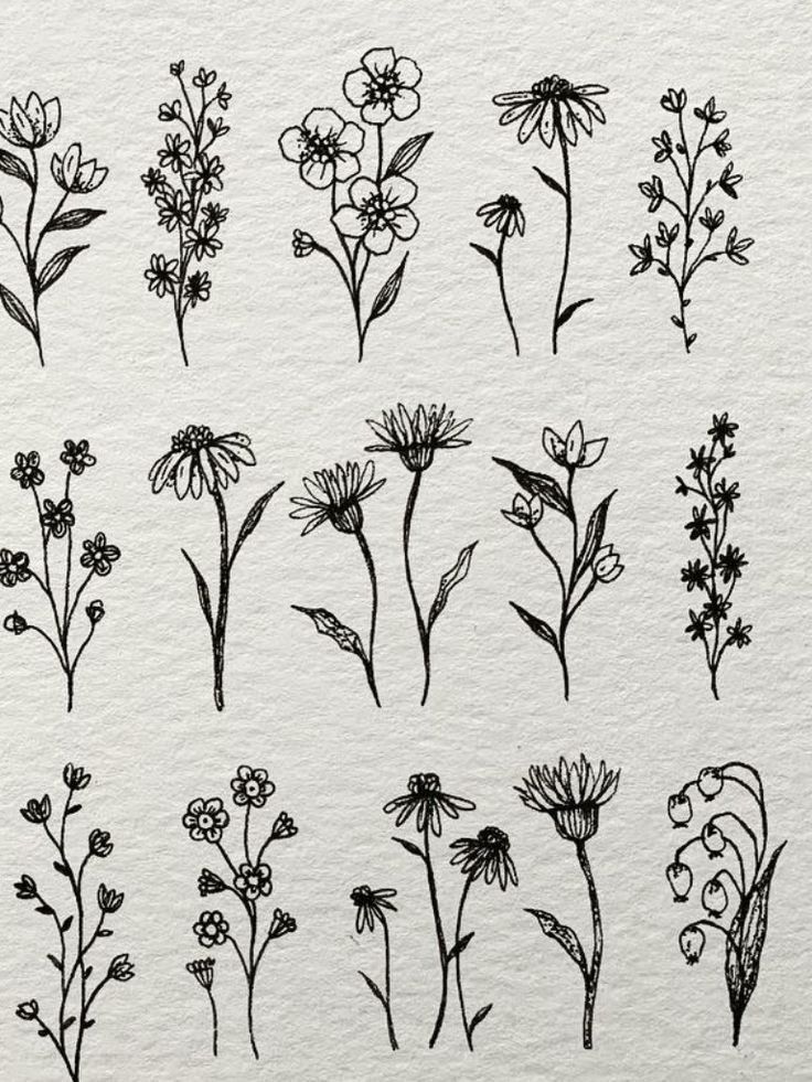 _ - 2025-12-30T113118851 Simple black ink drawings of various wildflowers on a white background, showcasing botanical art and floral sketches. | Sky Rye Design Simple black ink drawings of various wildflowers on a white background, showcasing botanical art and floral sketches.