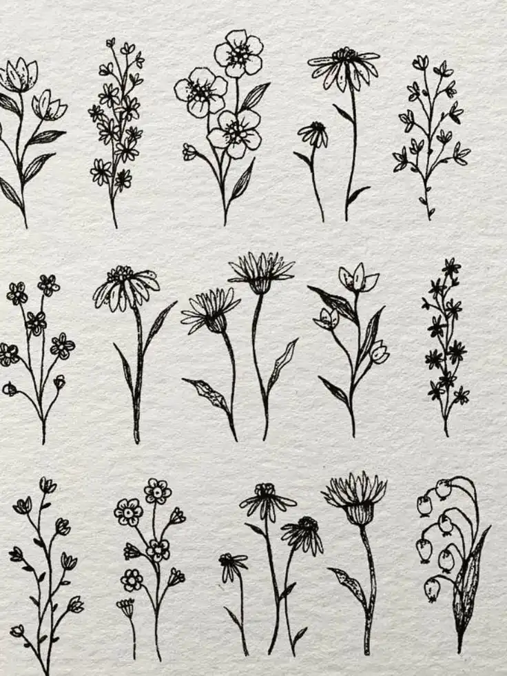 Simple black ink drawings of various wildflowers on a white background, showcasing botanical art and floral sketches.