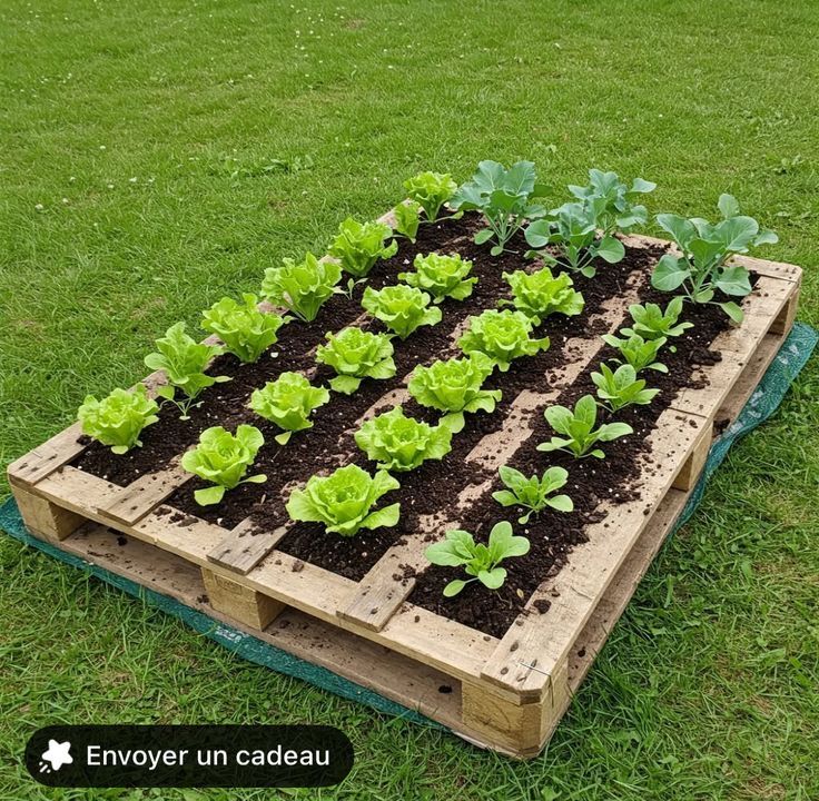 _ 22 Pallet garden with rows of lettuce and other plants on grass, illustrating a creative and sustainable urban gardening method. | Sky Rye Design Pallet garden with rows of lettuce and other plants on grass, illustrating a creative and sustainable urban gardening method.