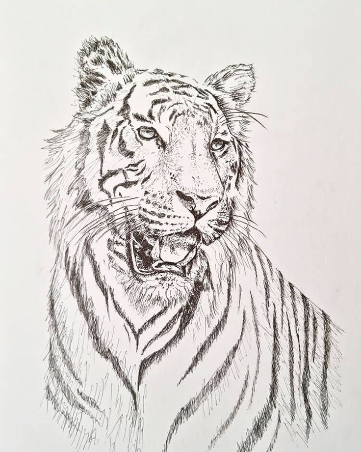 22 Tiger Drawing Ideas - Easy How to Draw a Tiger | Sky Rye Design