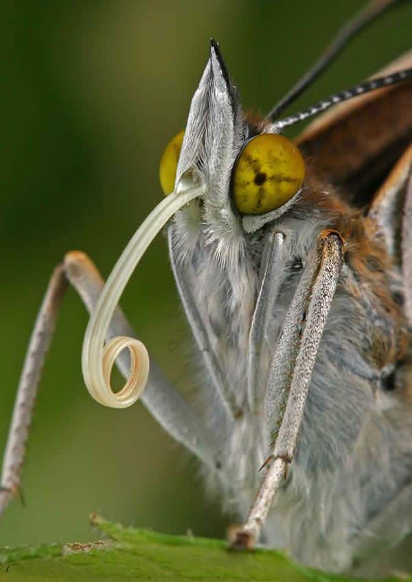 25 Mindblowing Macro Photography by Blepharopsis _ 99inspiration Close-up of a butterfly with yellow eyes and coiled proboscis on a green leaf, highlighting intricate details and vibrant colors. | Sky Rye Design Close-up of a butterfly with yellow eyes and coiled proboscis on a green leaf, highlighting intricate details and vibrant colors.
