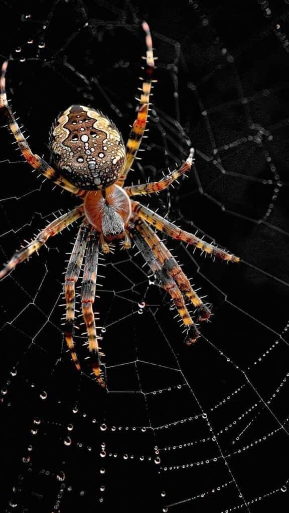 _ 3 Close-up of a colorful spider on its intricate web with dew drops, set against a dark background, showcasing natural patterns and details. | Sky Rye Design Close-up of a colorful spider on its intricate web with dew drops, set against a dark background, showcasing natural patterns and details.
