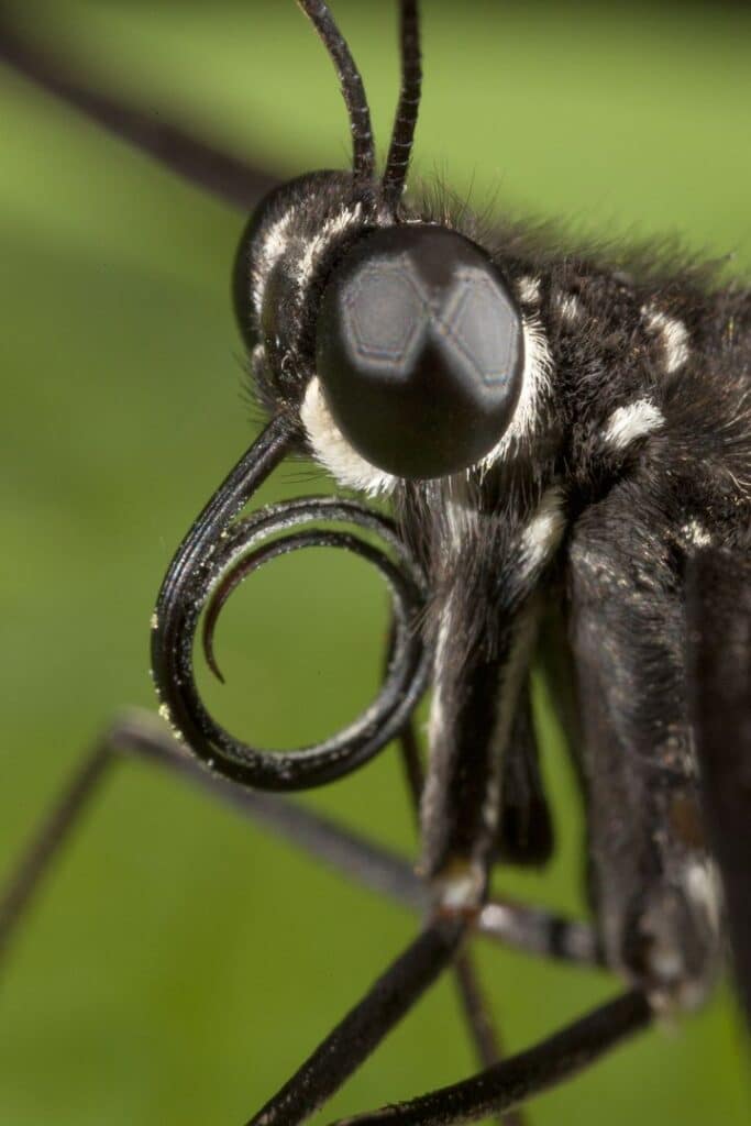 _ 4 Close-up of a butterfly's face, showing intricate details of its eyes and coiled proboscis against a blurred green background. | Sky Rye Design Close-up of a butterfly's face, showing intricate details of its eyes and coiled proboscis against a blurred green background.