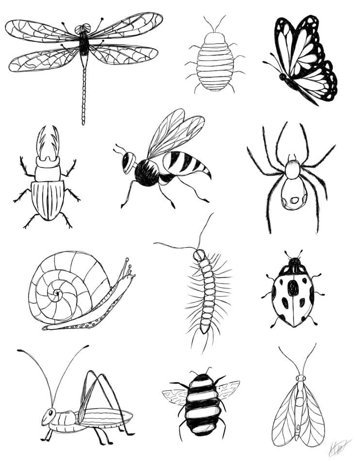 Illustrated collection of various insects and bugs, including a dragonfly, butterfly, bee, ladybug, snail, and spider. Black and white line art.