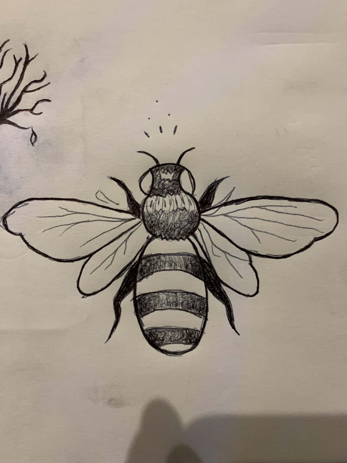 Learn How to Draw Insects: Fun & Simple Steps