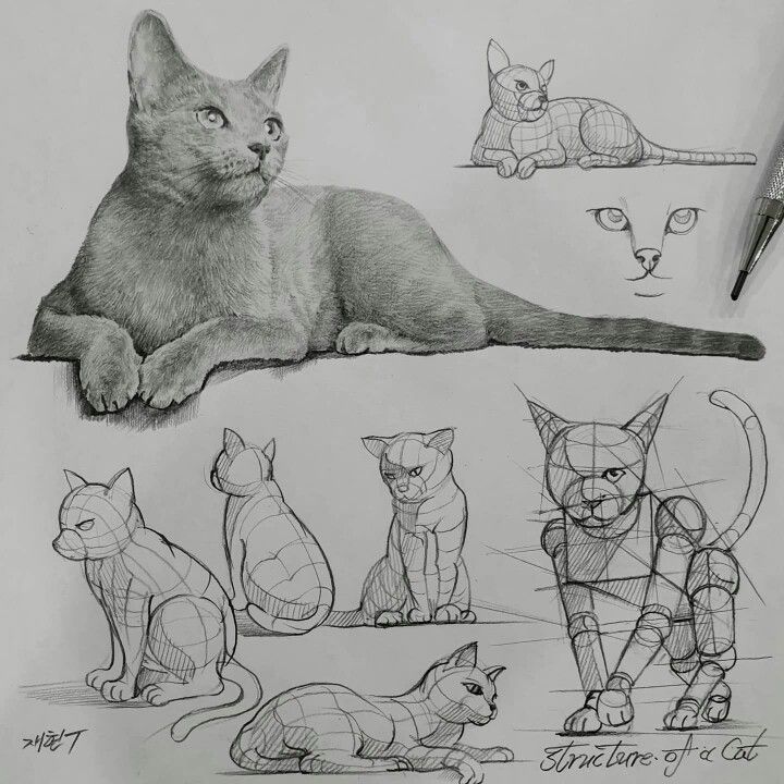 Sketches of a cat with varied poses and detailed anatomical structure, showcasing different drawing techniques and shading elements.