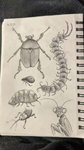 Learn How to Draw Insects: Fun & Simple Steps