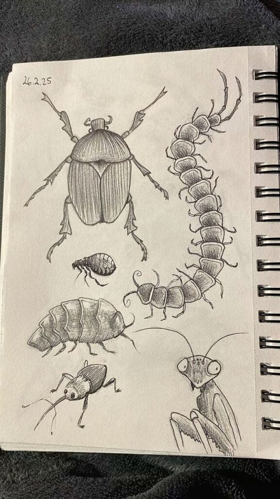 Pencil sketches of various insects and a centipede on sketchbook paper, showcasing detailed and realistic entomological illustrations.