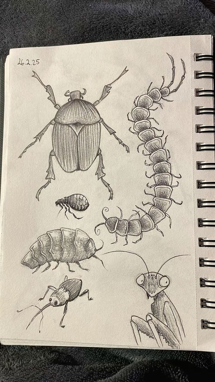 Learn How to Draw Insects: Fun & Simple Steps