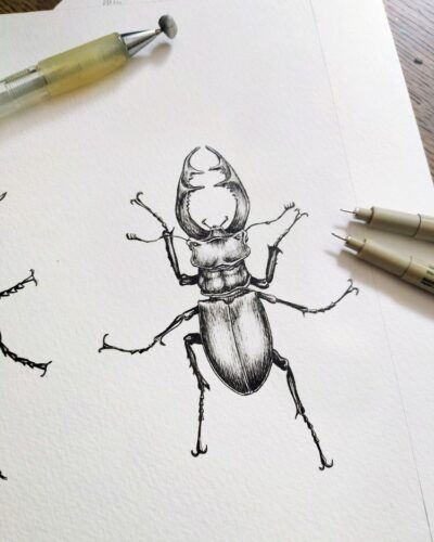 How to Draw Insects: Easy Step-by-Step Sketching Guide