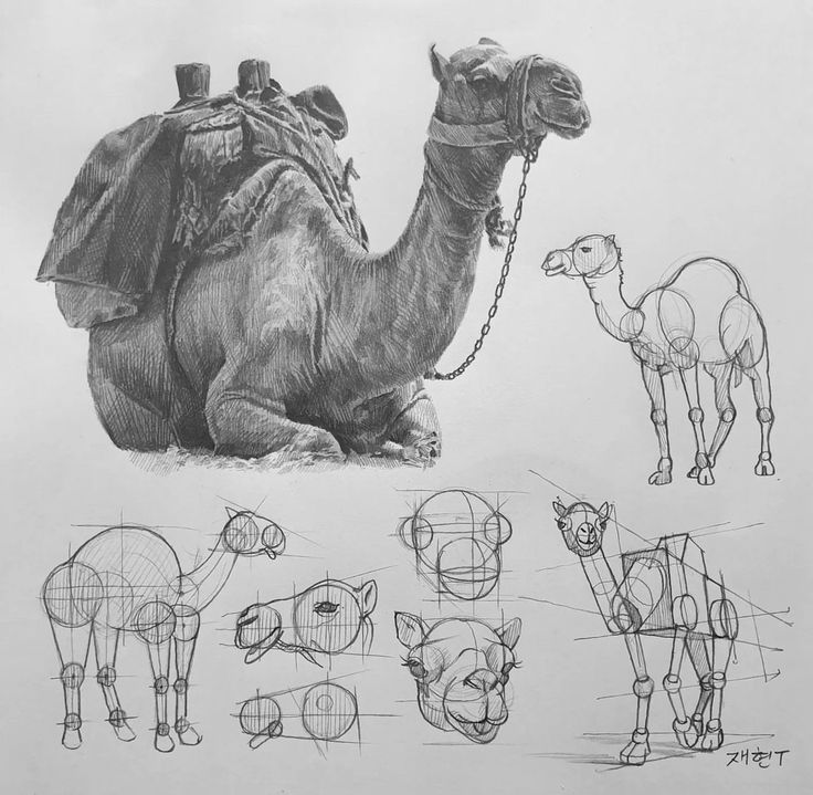 Pencil sketch of a camel with detailed drawings and anatomy breakdown, showcasing artistic techniques and study of camel structure.