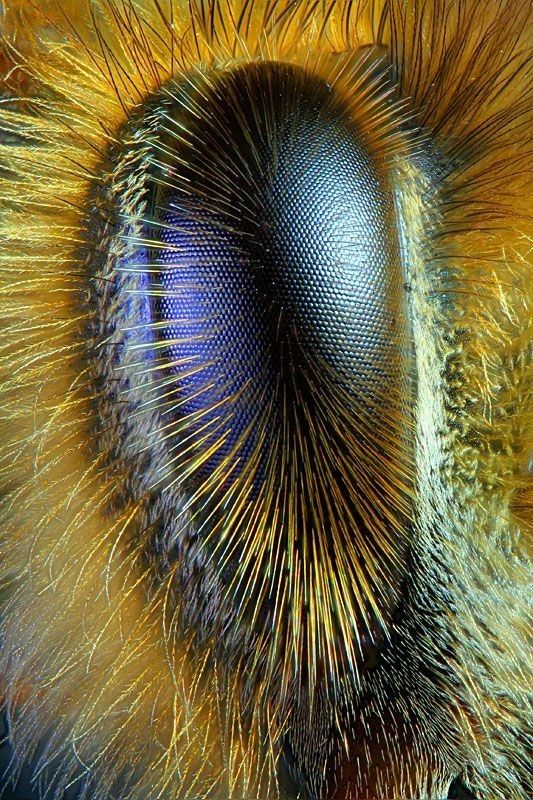 _ 8 Extreme close-up of a bee's compound eye, showing intricate patterns and vibrant colors, surrounded by fine, hair-like structures. | Sky Rye Design Extreme close-up of a bee's compound eye, showing intricate patterns and vibrant colors, surrounded by fine, hair-like structures.