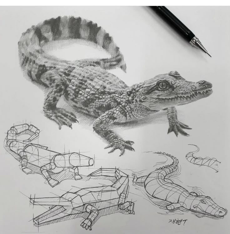 Sketch of a crocodile with detailed shading and construction lines, accompanied by a pencil. Ideal for art and drawing enthusiasts.