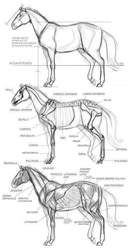_ 84 Detailed anatomical illustration of a horse, showing skeletal and muscular structures, labeled with names for educational reference. | Sky Rye Design Detailed anatomical illustration of a horse, showing skeletal and muscular structures, labeled with names for educational reference.