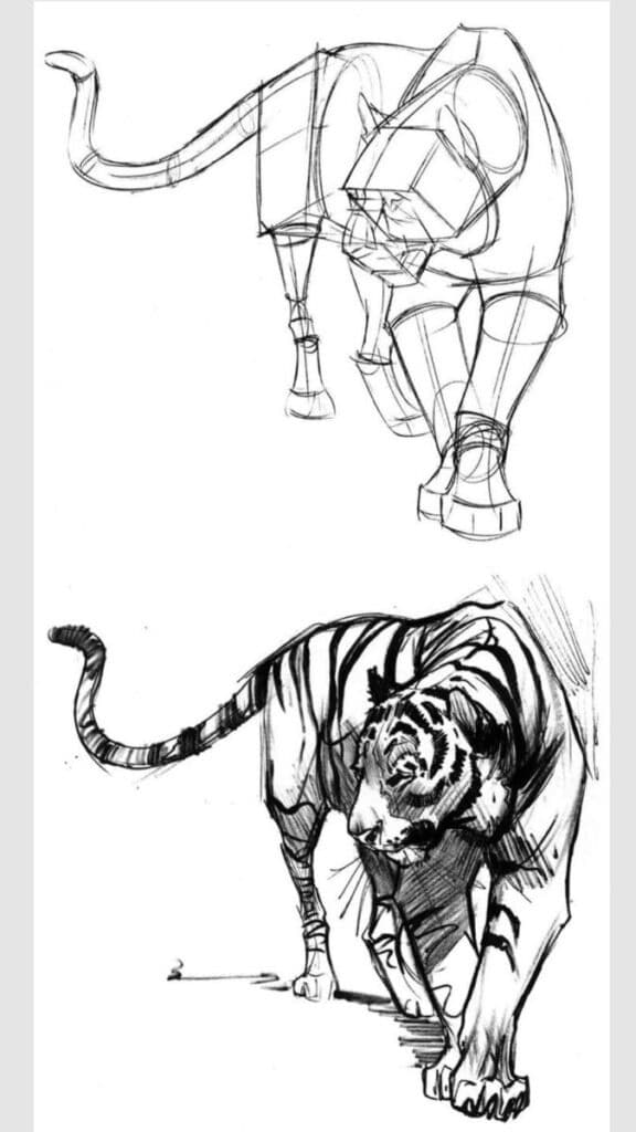 _ 86 Sketch of a tiger: top shows construction lines, bottom is a detailed rendering. Perfect for animal art and drawing tutorials. | Sky Rye Design Sketch of a tiger: top shows construction lines, bottom is a detailed rendering. Perfect for animal art and drawing tutorials.