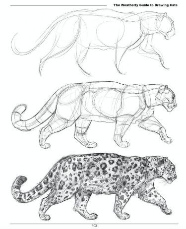 _ 87 Step-by-step guide to drawing a leopard: skeleton, outline, and detailed sketch with spots. Perfect for artists and cat enthusiasts. | Sky Rye Design Step-by-step guide to drawing a leopard: skeleton, outline, and detailed sketch with spots. Perfect for artists and cat enthusiasts.