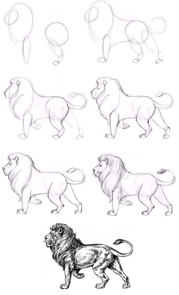 _ 89 Step-by-step lion drawing tutorial, from basic shapes to detailed sketch, illustrating progress in realistic animal illustration skills. | Sky Rye Design Step-by-step lion drawing tutorial, from basic shapes to detailed sketch, illustrating progress in realistic animal illustration skills.