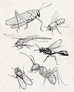 Mark Making Insect Draw How to Draw Insects: Easy Step-by-Step Sketching Guide