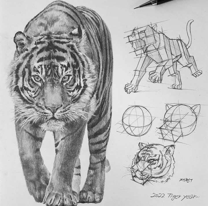 Detailed pencil drawing of a tiger, accompanied by sketches showing the drawing process and geometric guide lines.
