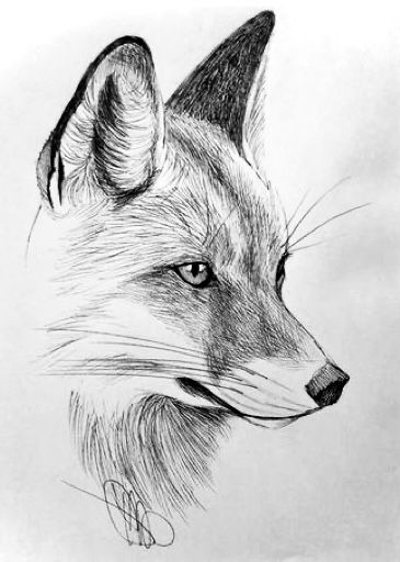 _ 94 Pencil drawing of a fox's profile, showcasing detailed fur texture and sharp features with a focus on its expressive eyes. | Sky Rye Design Pencil drawing of a fox's profile, showcasing detailed fur texture and sharp features with a focus on its expressive eyes.