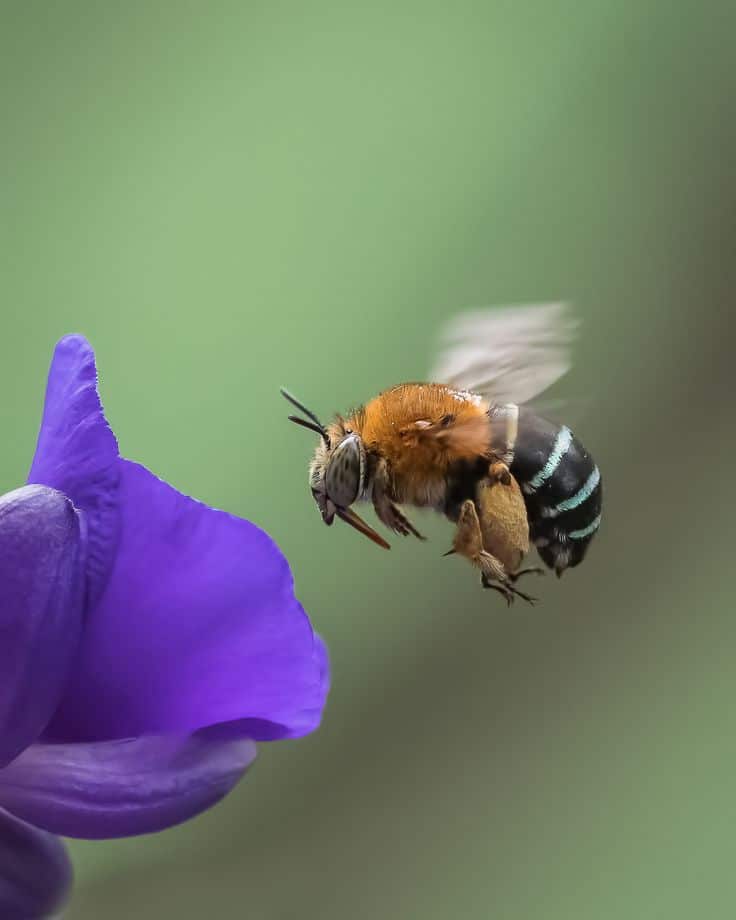 How to Photograph Insects in Flight Nature TTL Bee buzzing near a vibrant purple flower against a blurred green background, capturing the essence of nature and pollination in action. | Sky Rye Design Bee buzzing near a vibrant purple flower against a blurred green background, capturing the essence of nature and pollination in action. insect macro photography tips