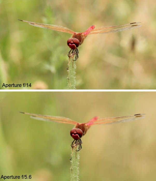 How to Take Macro Photos_ A Complete Guide Two images of a red dragonfly on a stem, showing depth of field comparison with apertures f/14 and f/5.6, highlighting focus differences. | Sky Rye Design Two images of a red dragonfly on a stem, showing depth of field comparison with apertures f/14 and f/5.6, highlighting focus differences.