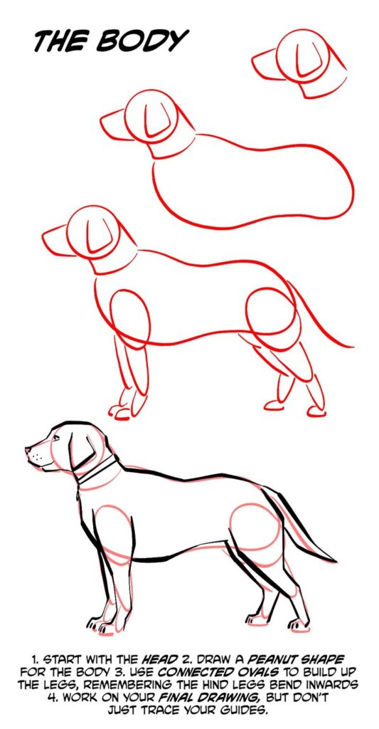 How to draw dogs - The Phoenix comic Step-by-step guide to drawing a dog: outlines, shapes, and final details for creating a realistic canine sketch. | Sky Rye Design Step-by-step guide to drawing a dog: outlines, shapes, and final details for creating a realistic canine sketch.
