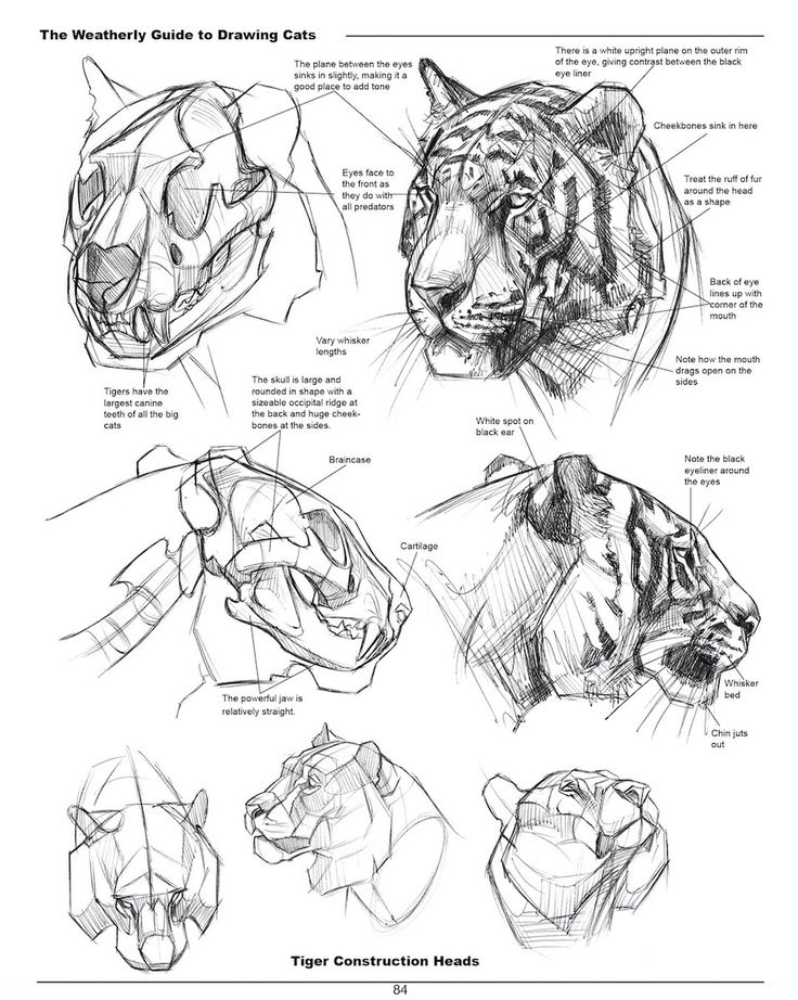 Joe Weatherly _ Year of the Tiger and the release | Sky Rye Design