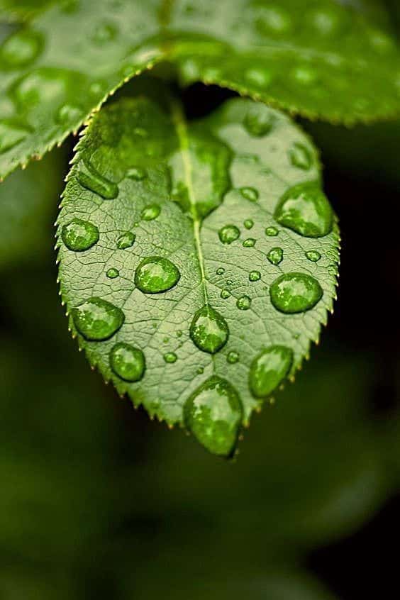 Macro photography 1 Close-up of a green leaf with fresh water droplets, highlighting natural texture and lush greenery. | Sky Rye Design Close-up of a green leaf with fresh water droplets, highlighting natural texture and lush greenery.