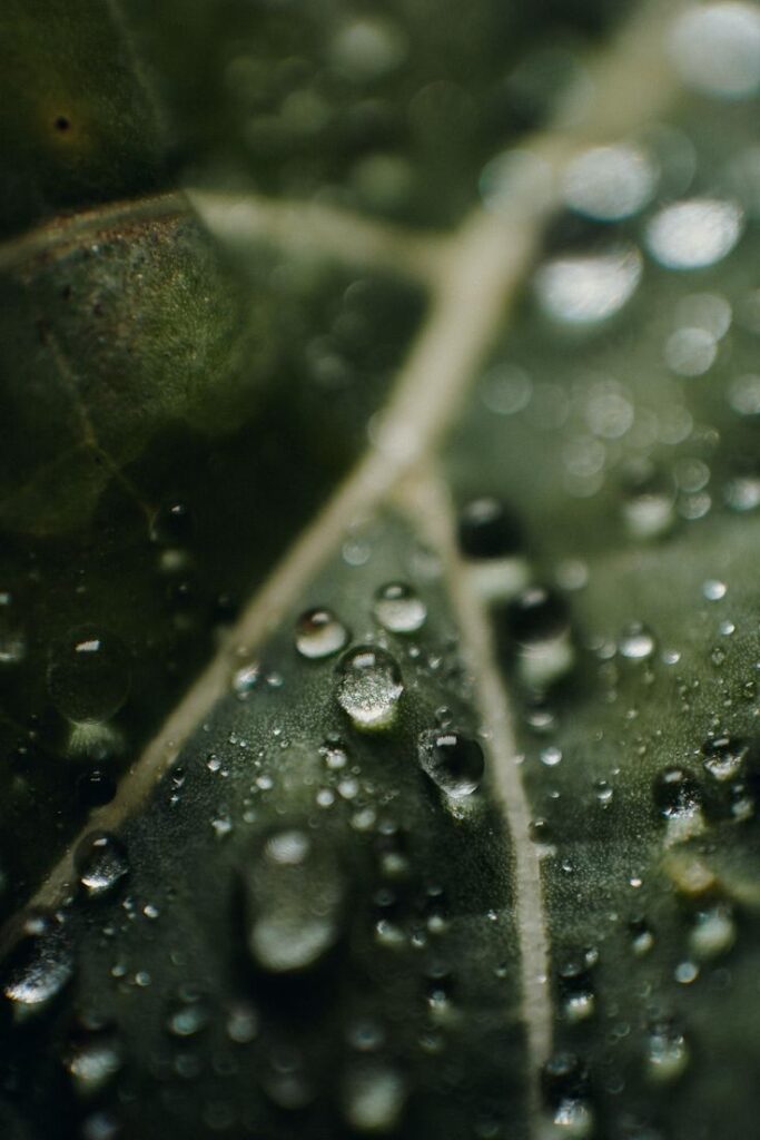 Close-up of water droplets on a green leaf, highlighting natural texture and freshness. Ideal for nature or gardening themes.