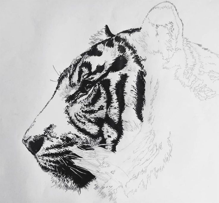 Mastering Tiger Drawing_ Step-by-Step Guide with Basic Shapes Reference Images | Sky Rye Design