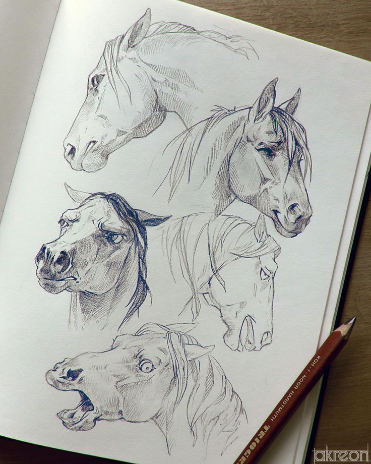 Mimik des Pferdes des faces pictures faces mimik pferdes Pencil sketches of horse heads in different expressions on a sketchbook, showcasing detailed artistic techniques. | Sky Rye Design Pencil sketches of horse heads in different expressions on a sketchbook, showcasing detailed artistic techniques.
