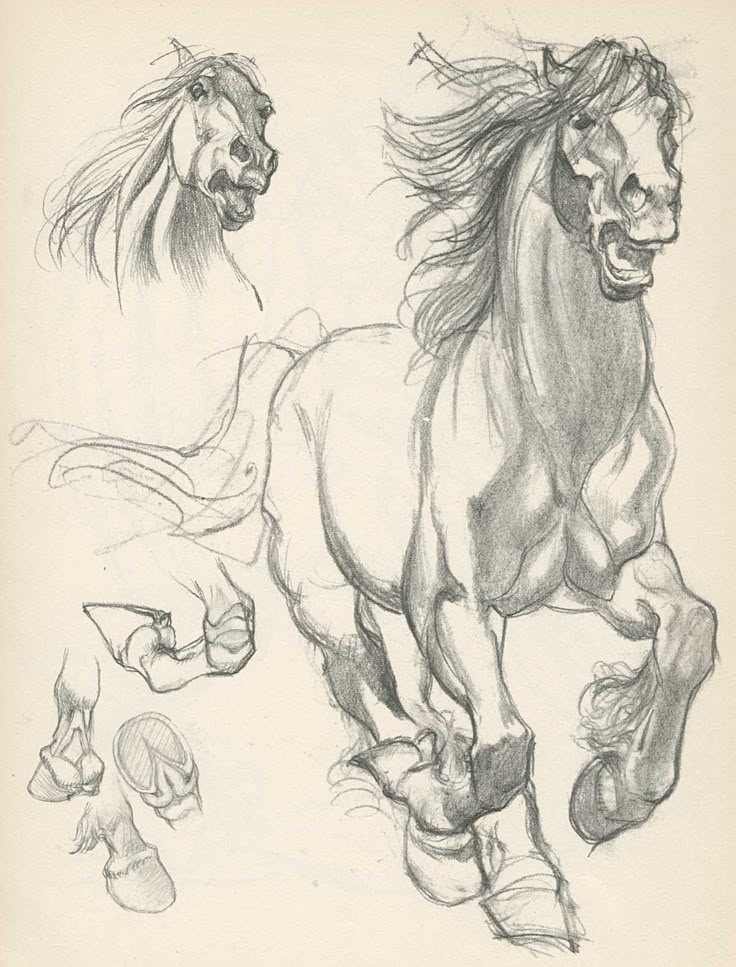 Page from Willy Poganys Drawing Lessons_ Horse in Pencil sketch of a dynamic, galloping horse with detailed focus on hooves and mane, capturing movement and anatomy. | Sky Rye Design Pencil sketch of a dynamic, galloping horse with detailed focus on hooves and mane, capturing movement and anatomy.