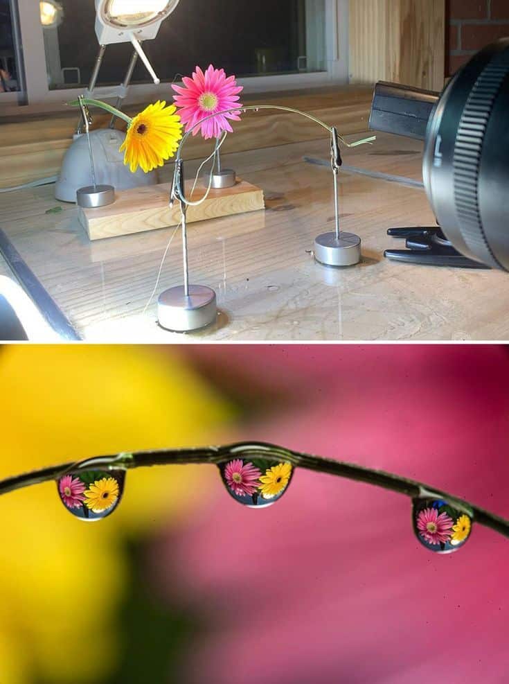 Photographer Close-up of gerbera flowers reflected in water droplets on a twig, showcasing a creative photography setup and vibrant colors. | Sky Rye Design Close-up of gerbera flowers reflected in water droplets on a twig, showcasing a creative photography setup and vibrant colors.