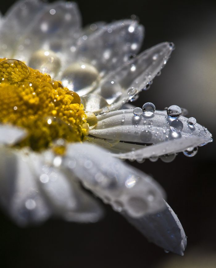 Spring Rain _ droplet photograph by Sean Ruttkay _ edasurf_com Close-up of a daisy with water droplets on white petals and yellow center, capturing nature's delicate beauty in morning light. | Sky Rye Design Close-up of a daisy with water droplets on white petals and yellow center, capturing nature's delicate beauty in morning light.
