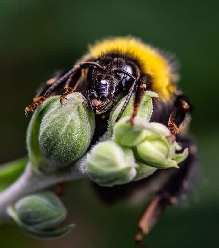 Surprising Tips for Capturing Magical Photos of Insects Close-up of a bee perched on green buds, showcasing intricate details and vibrant colors against a blurred background. | Sky Rye Design Close-up of a bee perched on green buds, showcasing intricate details and vibrant colors against a blurred background.