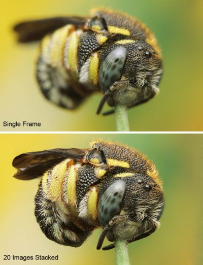 The Best Macro Photography Accessories in 2025 Updated Close-up of a bee on a plant with focus stacking comparison: single frame vs. 20 images stacked for enhanced detail and clarity. | Sky Rye Design Close-up of a bee on a plant with focus stacking comparison: single frame vs. 20 images stacked for enhanced detail and clarity.